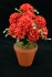 Red Carnation-Mum Bush x12  (Lot of 12) SALE ITEM